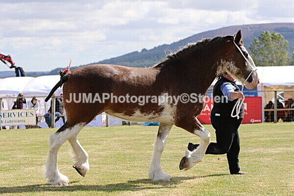 SIAL5181 - overall champion
