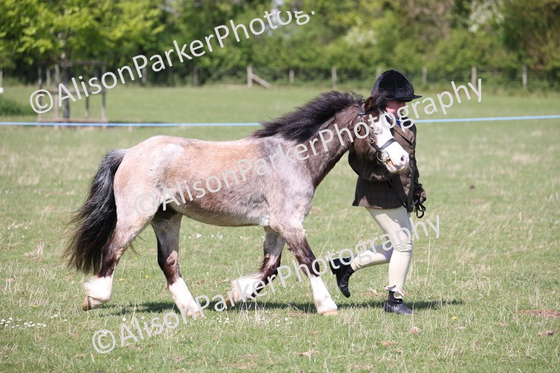 20250427-2973 - Class 27 - Coloured Horse and Pony