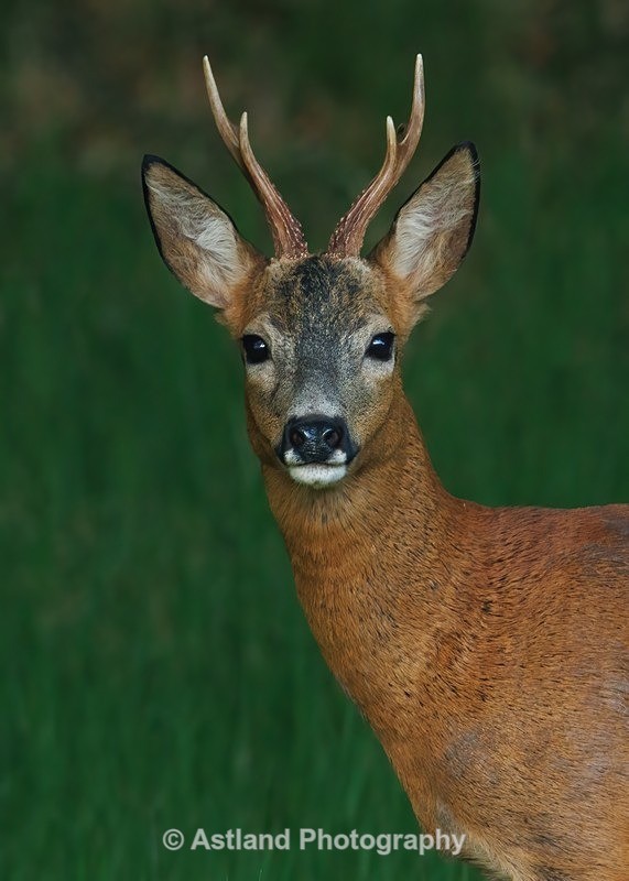 Roe Deer - Latest Images