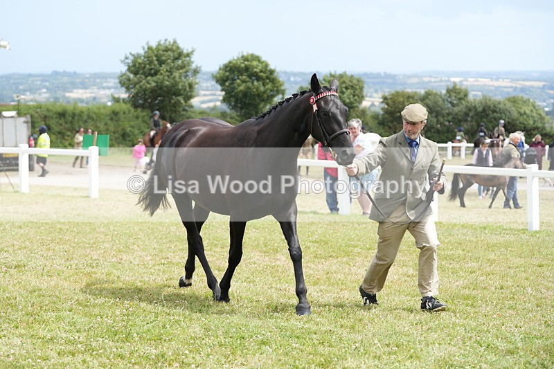 DSC06391 - Class 55: Hunter/Riding Horse/Hack 3 & 4 yr olds