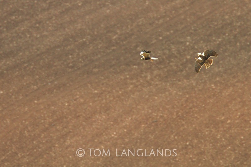 Marsh Harriers - Birds of Prey
