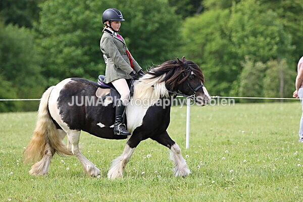 IMG_2423 - Working Hunter