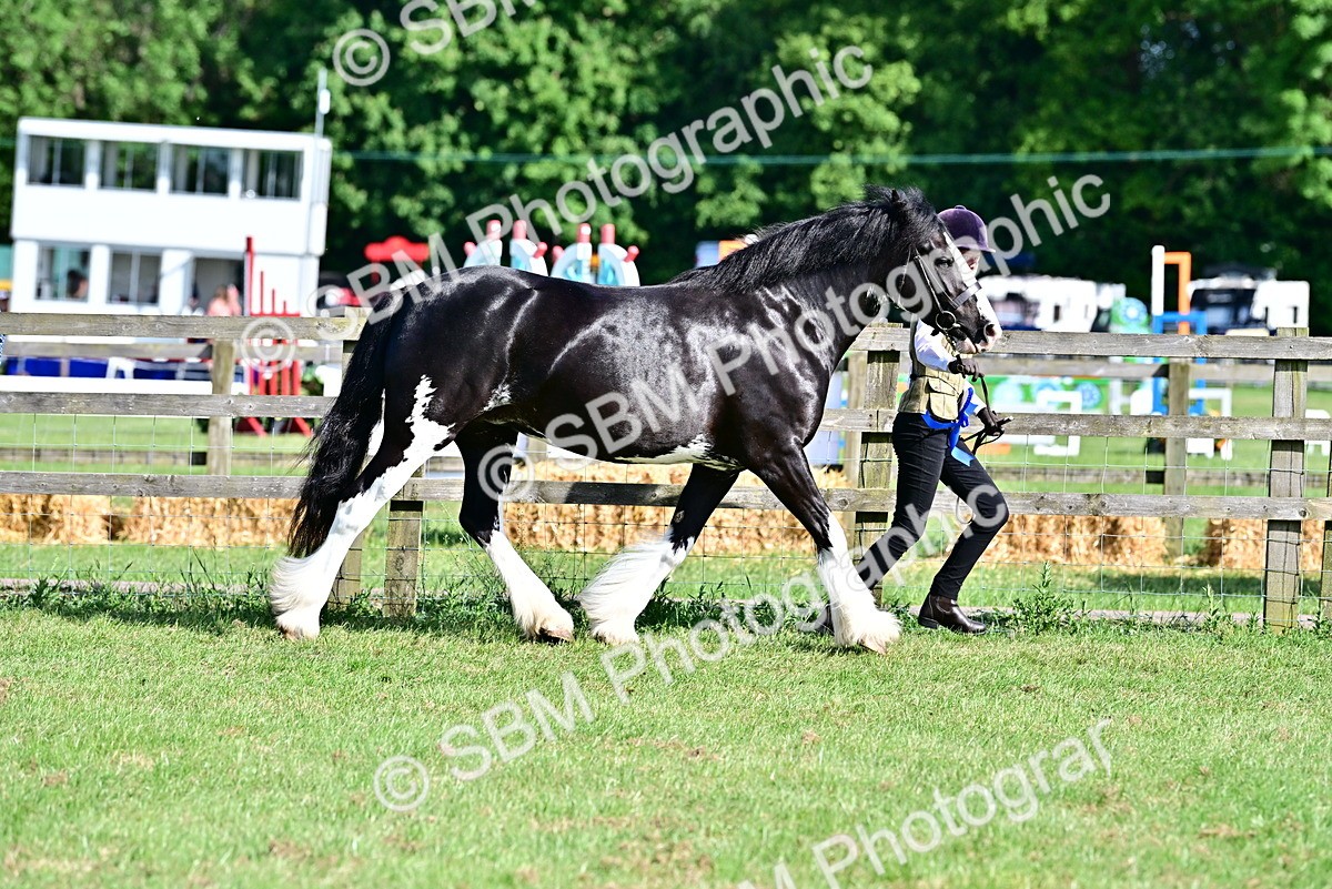 SBM_10150 - Class 63-65 - Traditional Gypsy Cobs In Hand & Ridden
