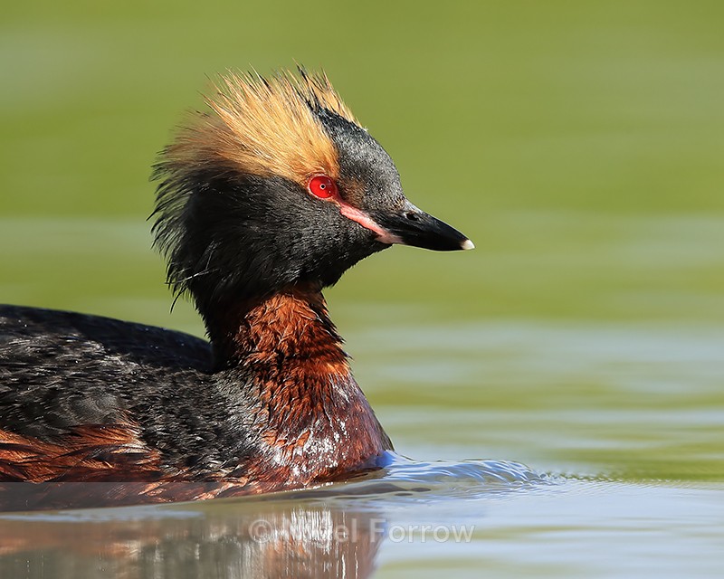 Slavonian Grebe, close view, Iceland - Slavonian Grebe