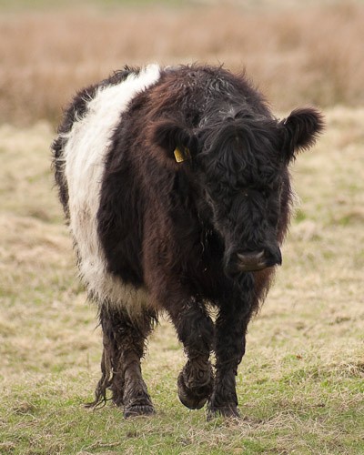 17 - Belted Galloway Cattle