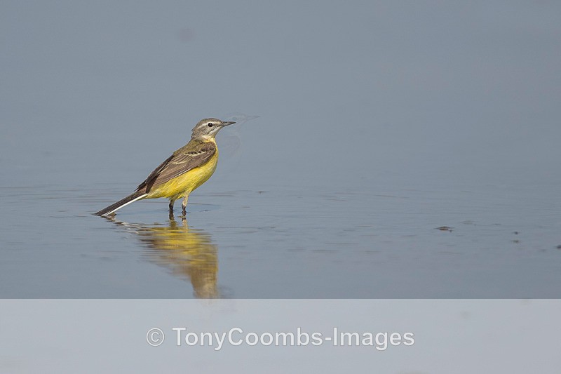 Grey-headed Yellow Wagtail - Lesvos ~ Other Birds