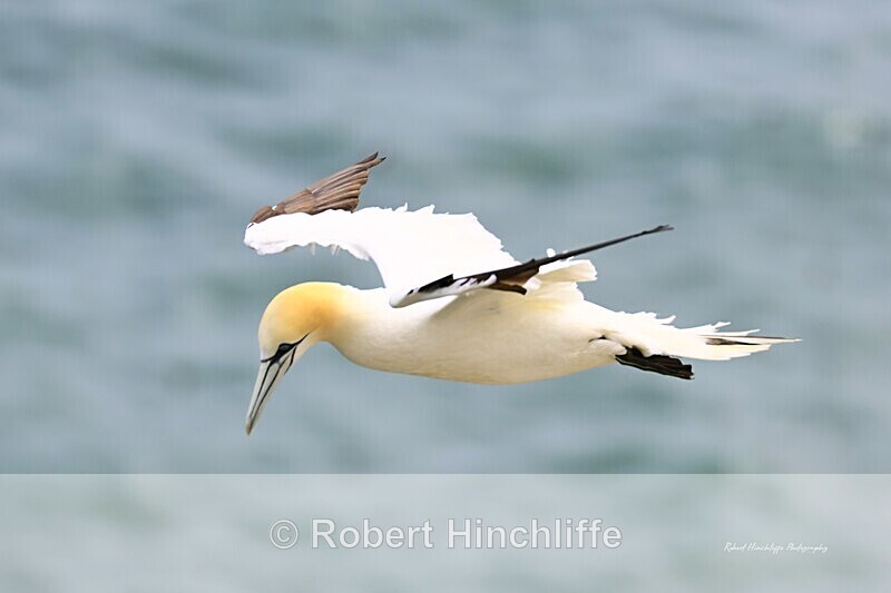 Gannet - United Kingdom