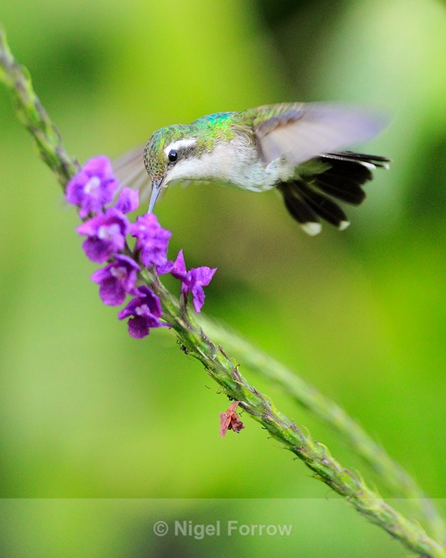 Canivet's Emerald (female) hovering, Costa Rica - Canivet's Emerald