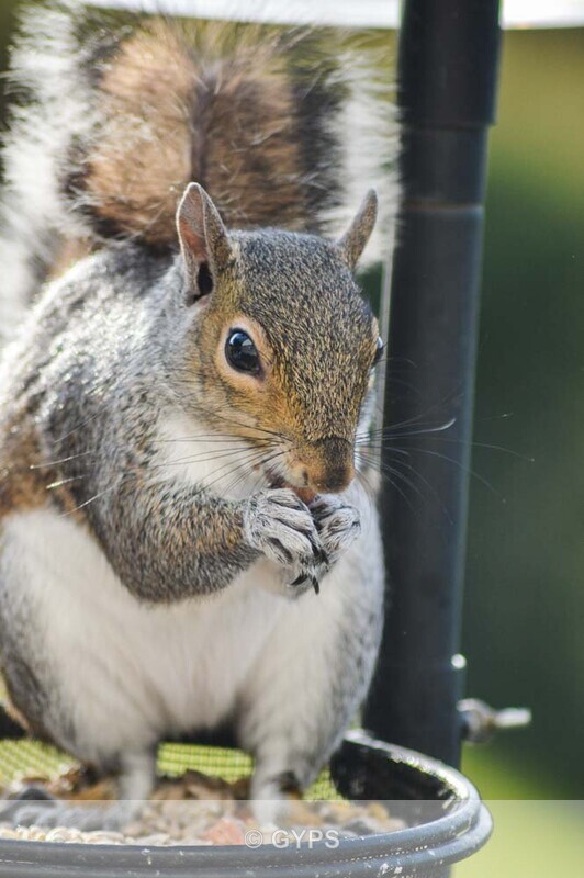 Just by chance CAUGHT IN THE ACT by D Tobin - Wildlife And Nature