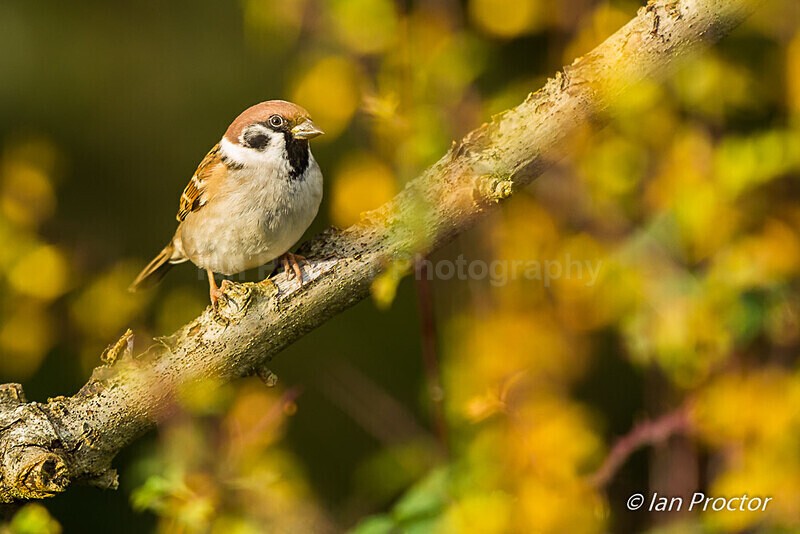 Tree Sparrow (Passer montanus) in matching foliage - Nature