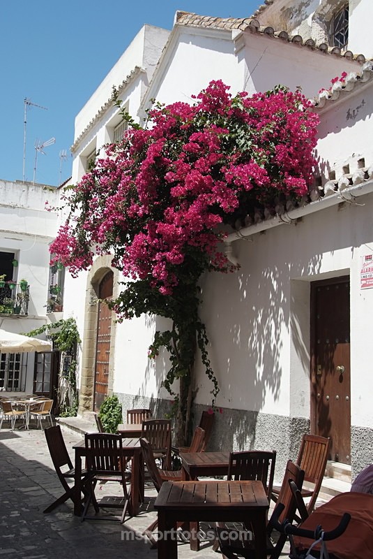 Bar courtyard in Tarifa - Travel, city/land scapes