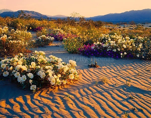 Istock #15914176 - Southwest Deserts