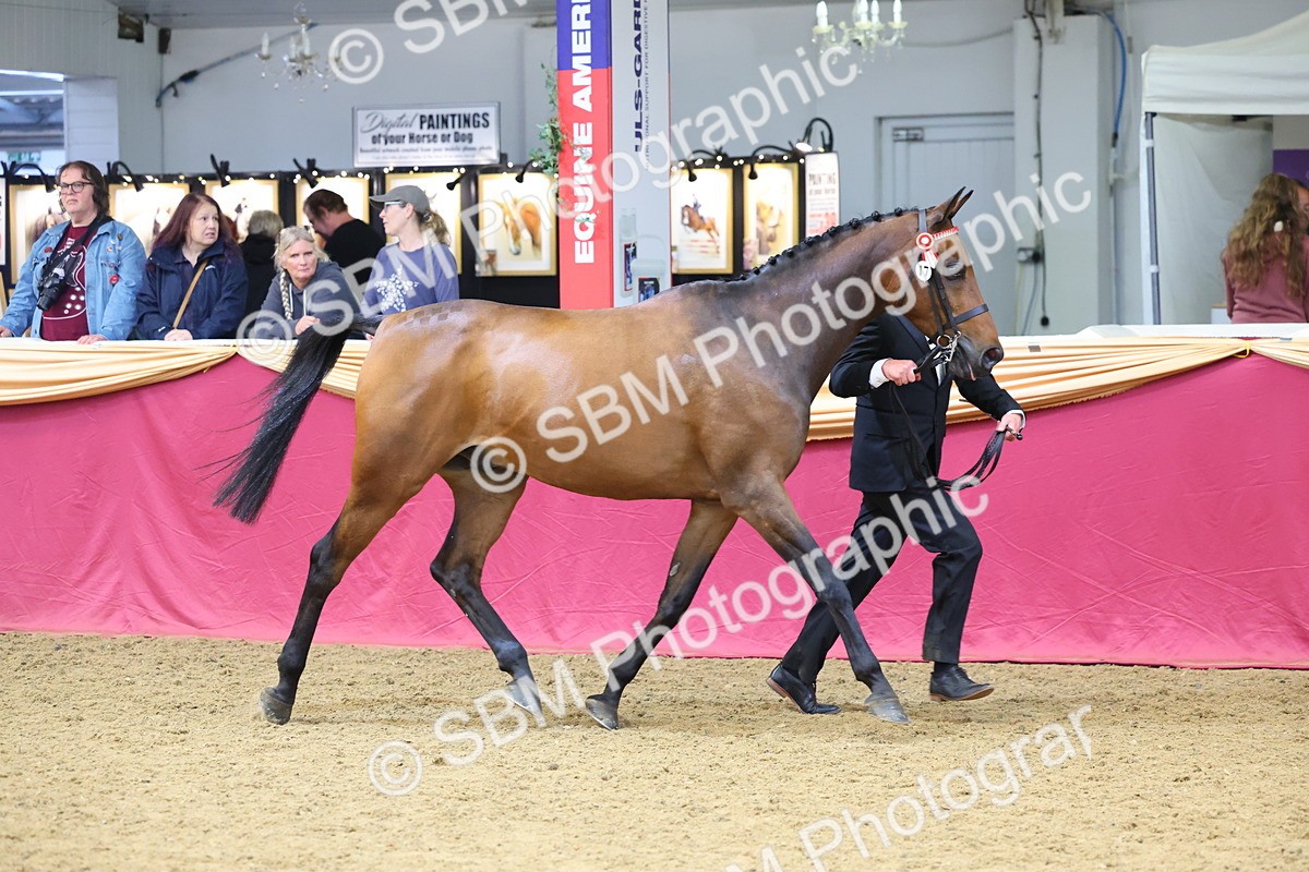 SBM_22638 - Class 903 - Supreme Final - IH Pre Vet