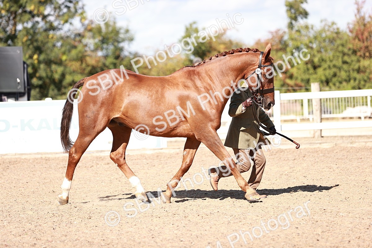 SBM_13322 - class 406 - IH Hunter