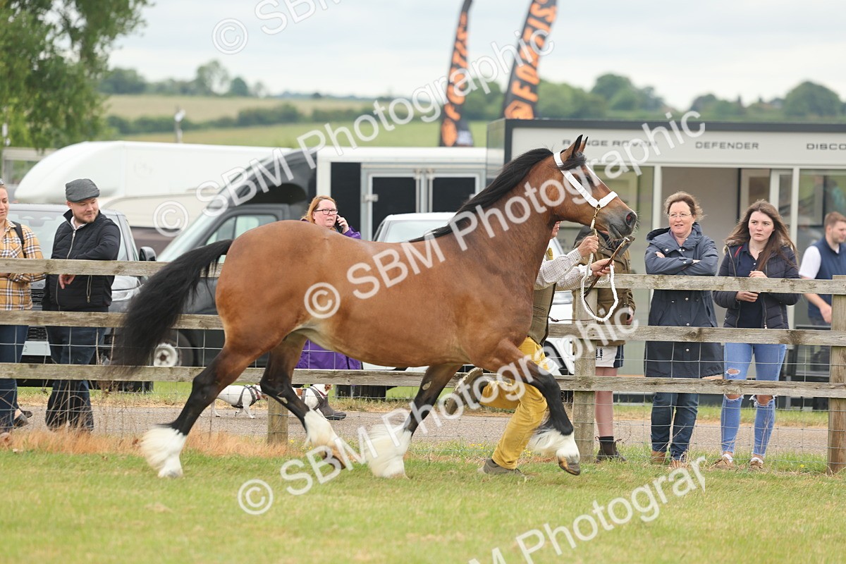 SBM_04885 - Class 50-57 - M&M Welsh Pony In Hand