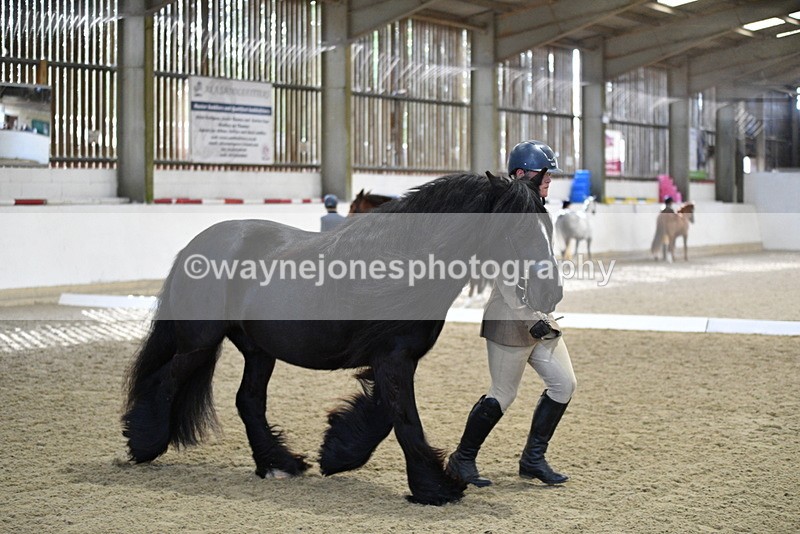 WJ5_4259 - Class 6 In hand M&M - Large Breeds