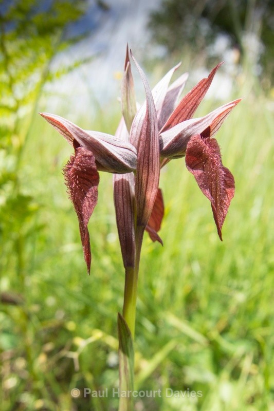 Heart-lipped Serapias (Serapias cordigera) - Orchids - Serapias