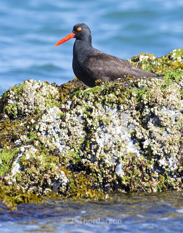  - Shorebirds