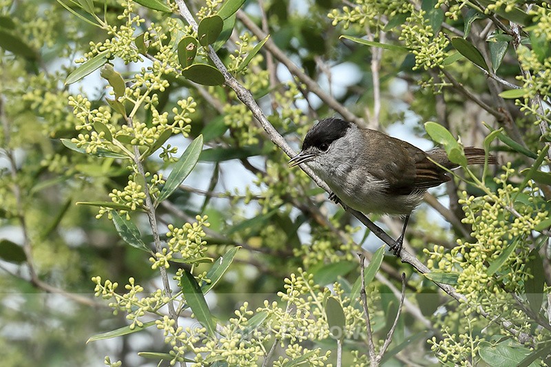 Blackcap (male), Rock of Gibraltar - Eurasian Blackcap