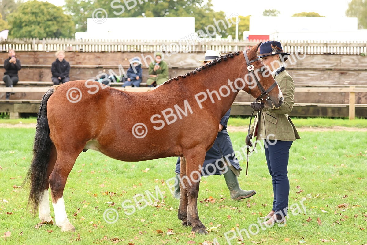 SBM_41727 - S26 - Mature Veteran In Hand