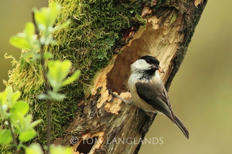 Willow Tit - All Other Birds