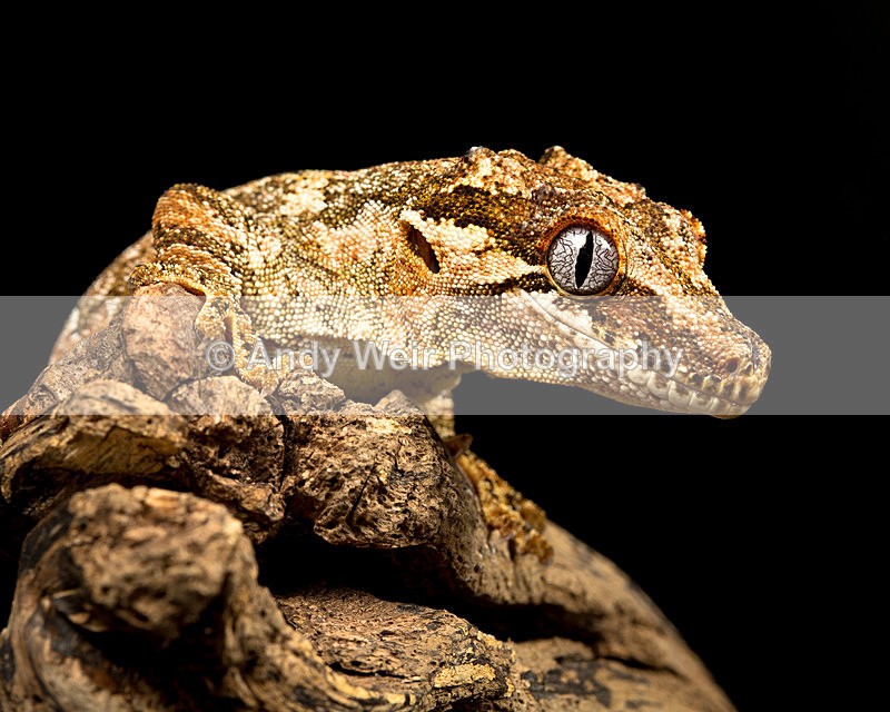 20140120-3K8A8267 - Lizards