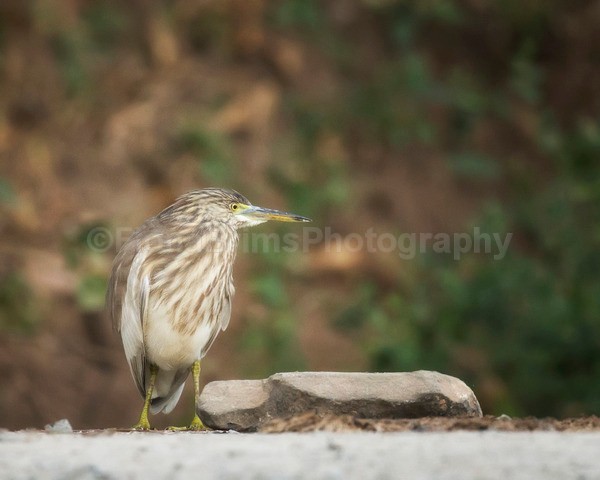 India E-4 - Wildlife of India