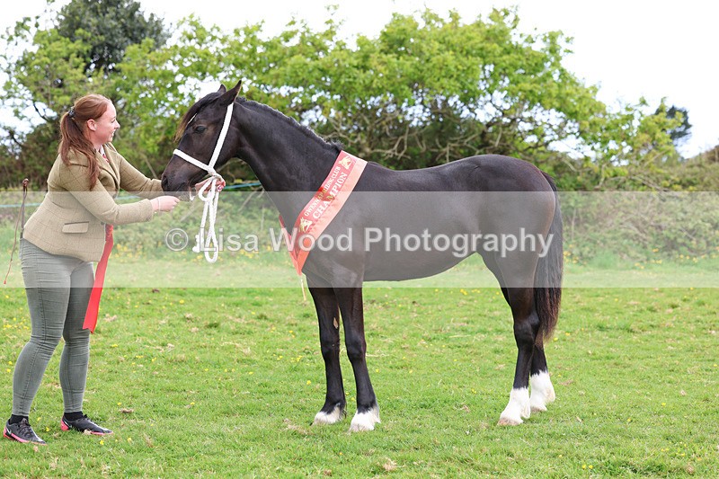 3E7A0912 - In Hand Championship