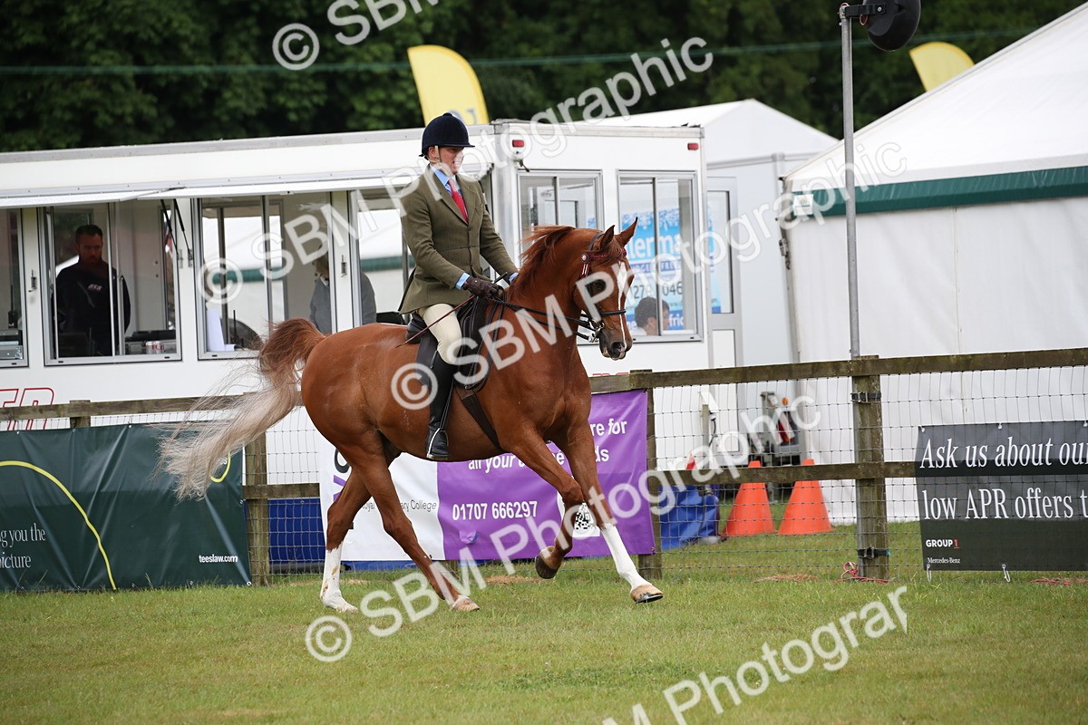 SBM_03619 - Class 21 - 22 - Ridden Arab and Part Bred/Anglo Arab