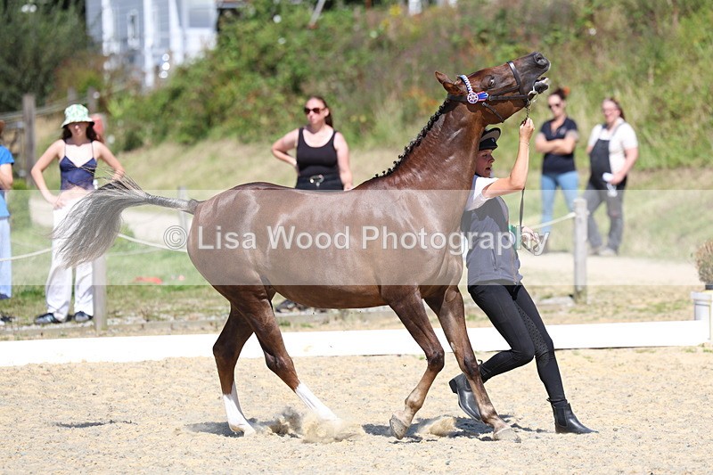 3E7A9843 - In Hand Championship