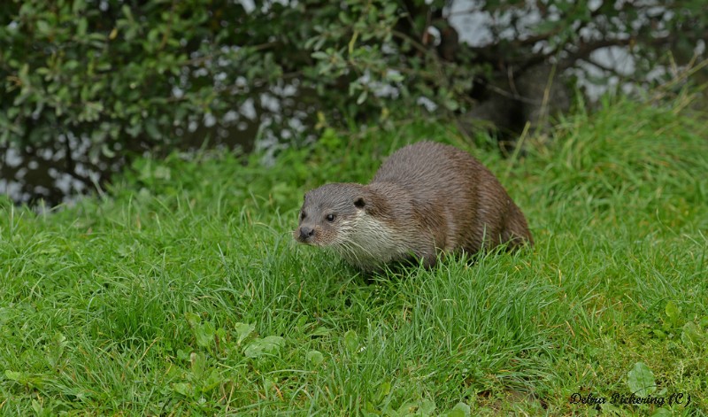 Otter - Wildlife