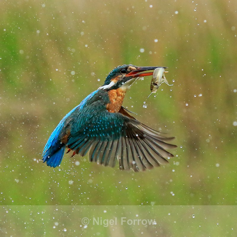 Kingfisher (female) takes off with fish, Scotland - Kingfisher