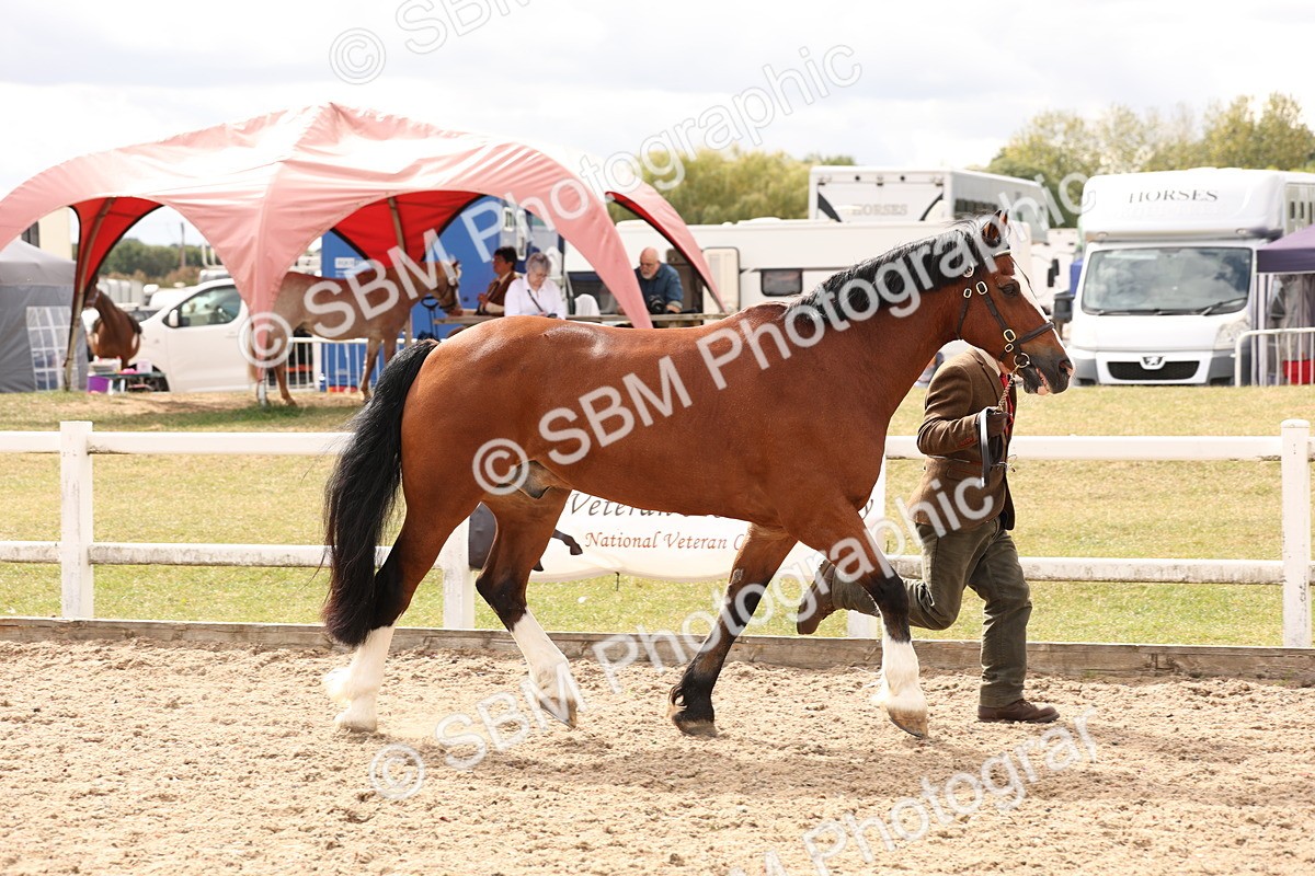 SBM_14665 - Class 208 - IH Veteran Horse