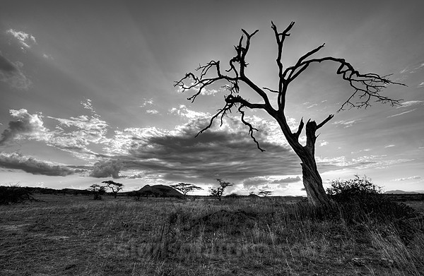 Shaba Sunset, Kenya
