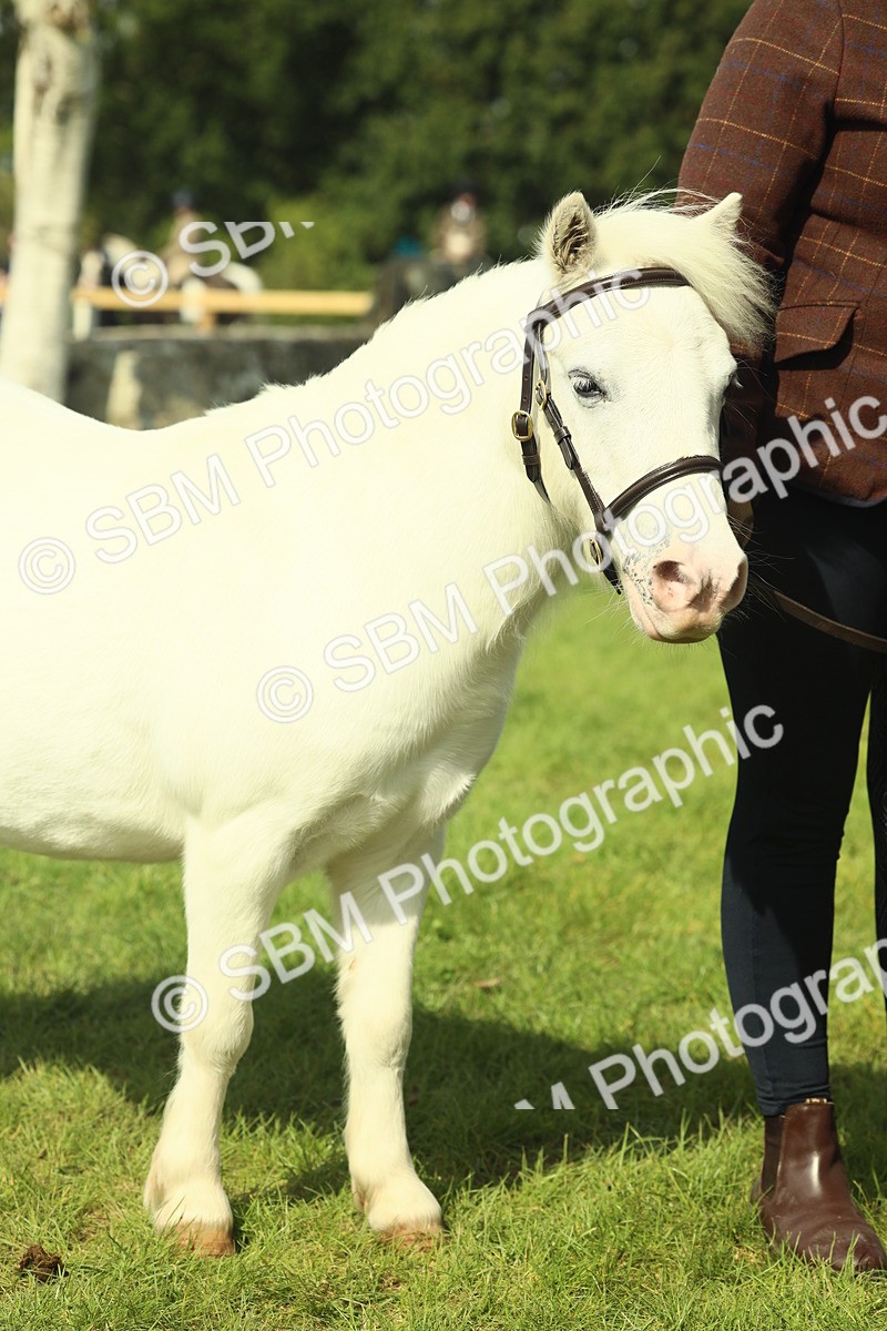 SBM_66678 - S34 - Rehabilitated Rescue Horse & Pony In Hand & Ridden