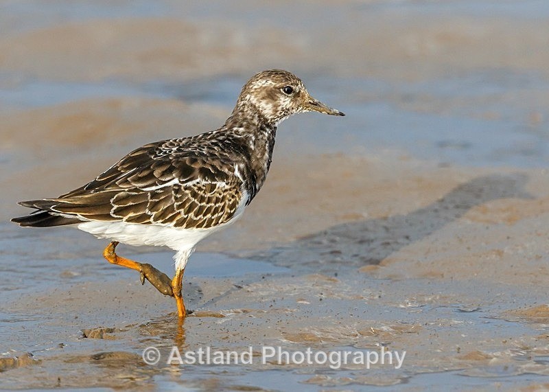Astland Photography, Bird and Wildlife Images, Susan and Peter Wilson, U.K.
