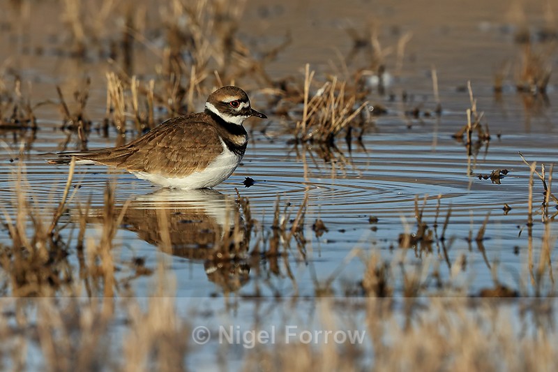 Killdeer reflection, Bosque del Apache, New Mexico - Killdeer