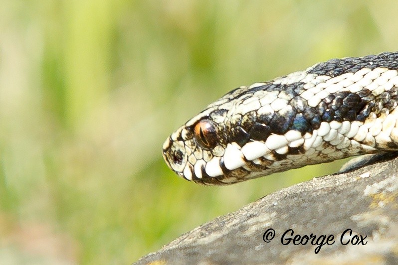 Adder 4 - Reptiles