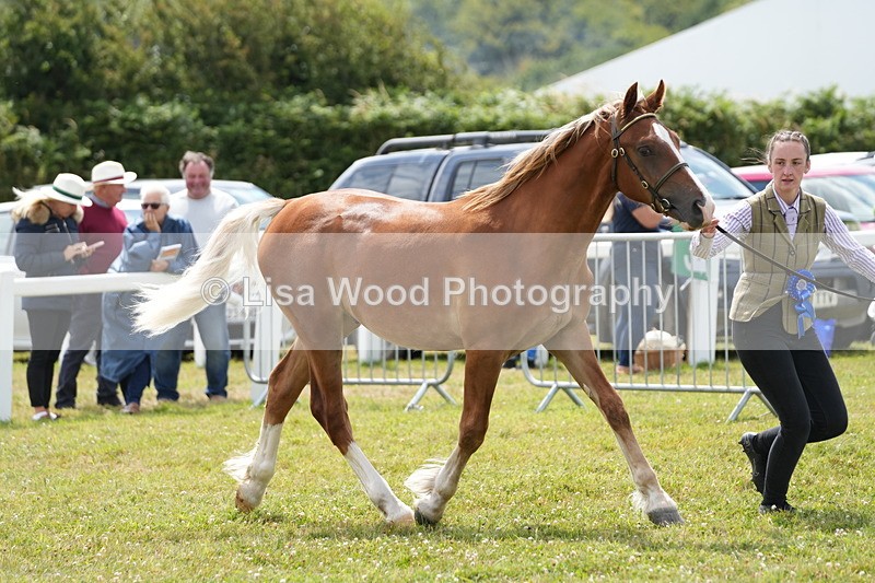 DSC05907 - NPS M&M In Hand Championship