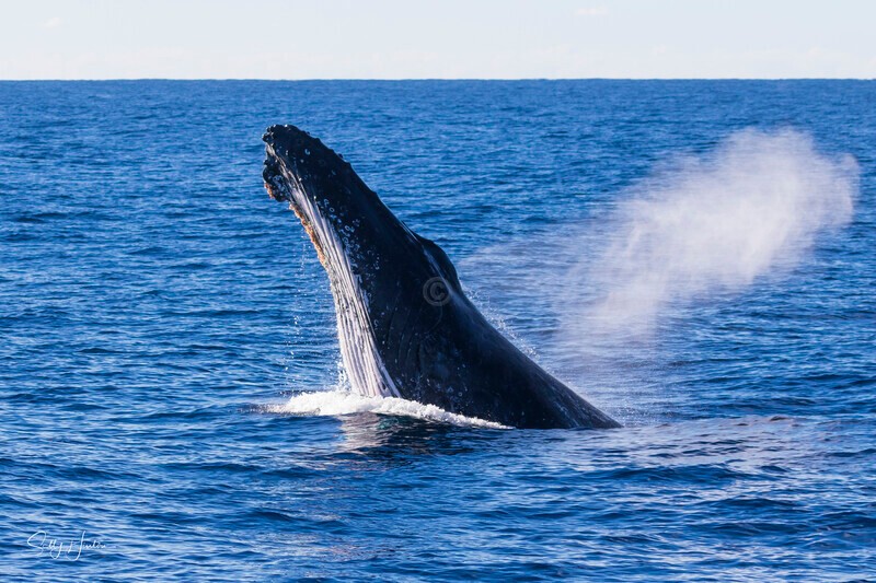 0A3A0142 - 2024 Whale Photos