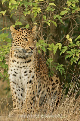 North Chinese Leopard - Atara watching from under the bush (WHF) - Amur Leopards