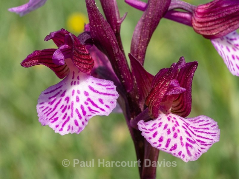 Pink Butterfly Orchid  (Anacamptis papilionacea var grandiflora also known as Orchis papilionacea  - Gargano - Wild Orchids