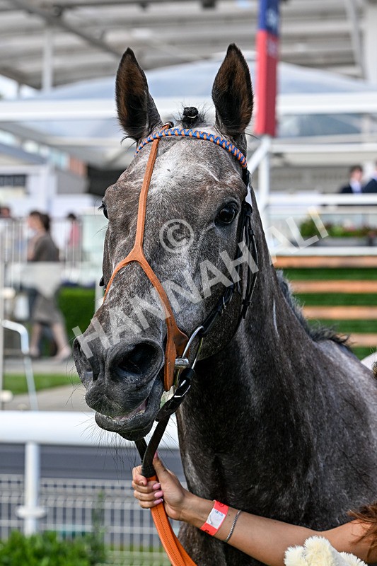120626-Race 7-Say What You See-8619 - Race 7 17.18pm Event Traffic Control Handicap