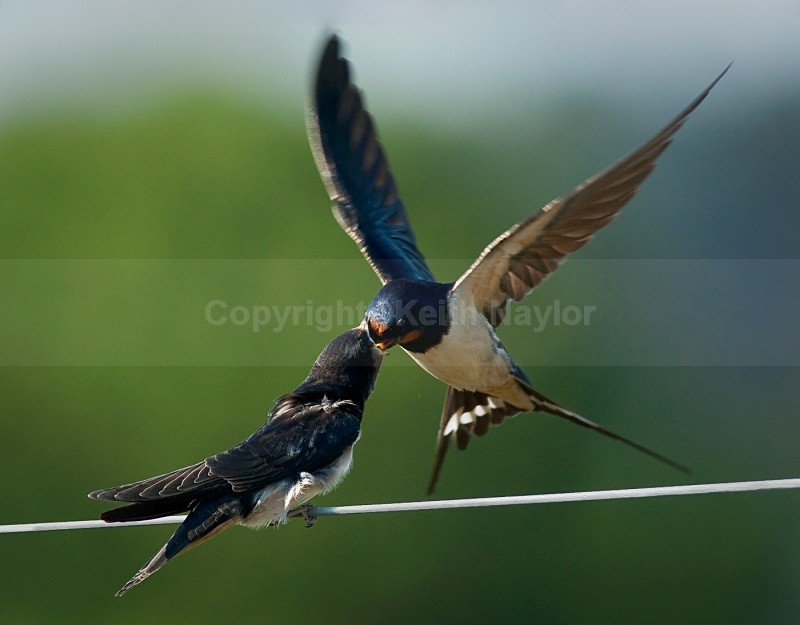 A swallow feeding its young on the wing