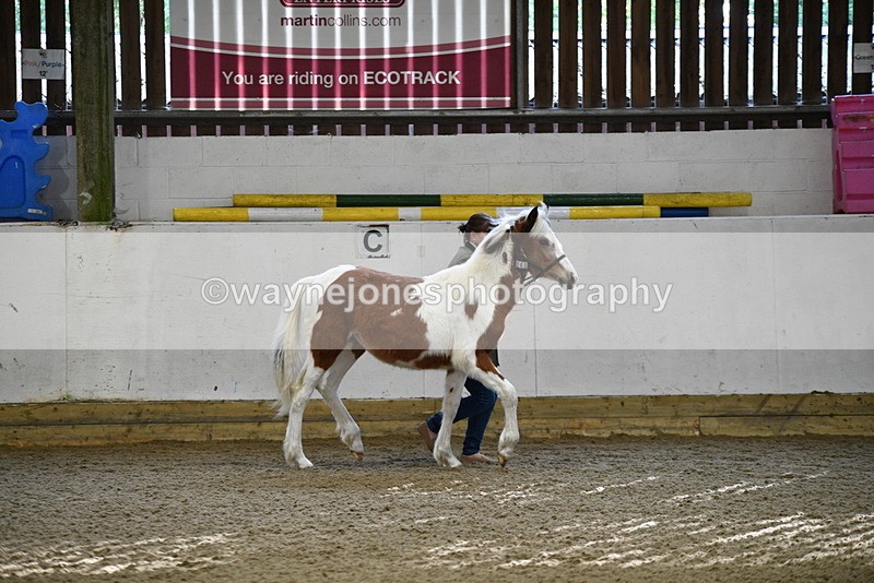 WJ5_3387 - Class 1 Youngstock