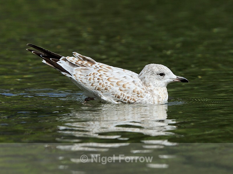 Ring-billed gull (1st winter), Canmore, Canada - Ring-billed Gull