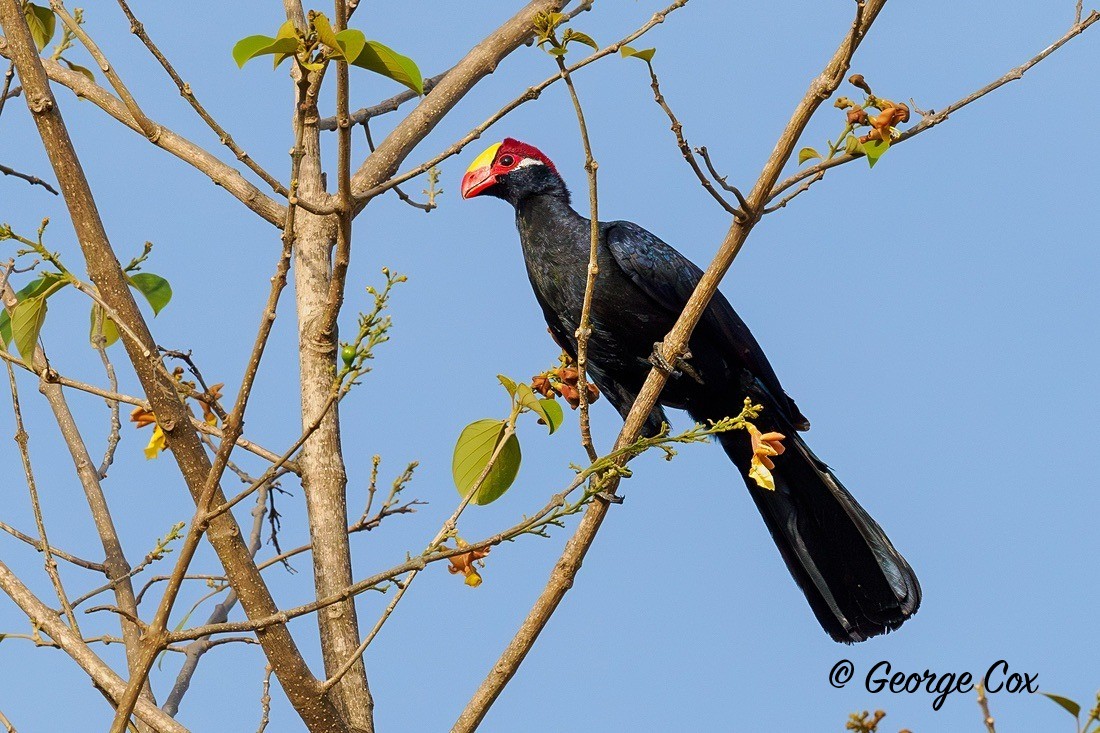 Violet Touraco - Gambia 2025