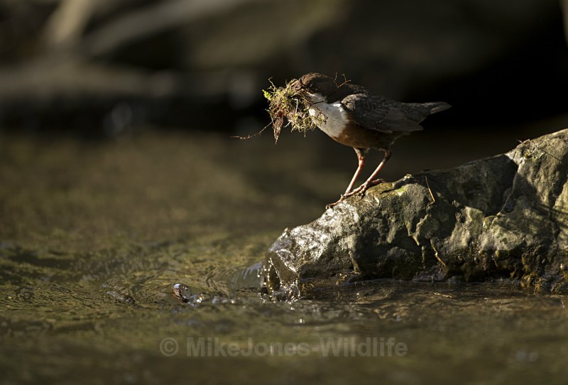 Dippers, North Wales - New Dippers