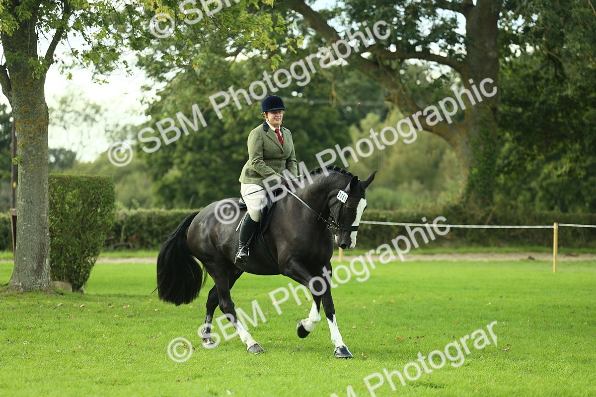 SBM_50677 - S33 - Working Hunter & Working Show Horse