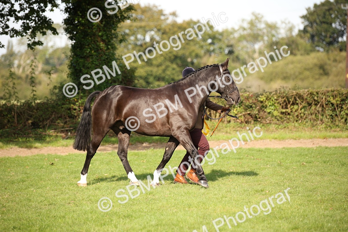 SBM_60149 - S53 - Hunter In Hand